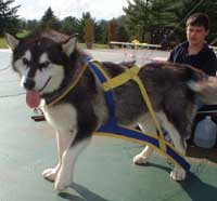 Hudsons Malamutes - Thumper AMCA Nationals 120 Champion