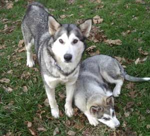 Hudons Malamutes -   Abby & Kip