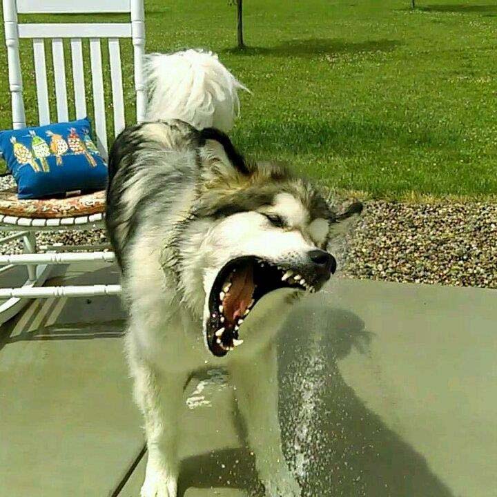 Hudsons Malamutes - Alpha