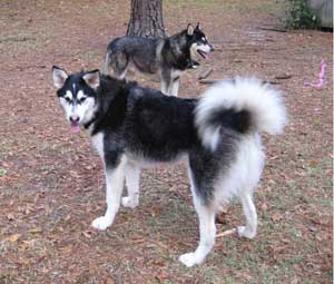 Hudsons Malamutes - Aspen