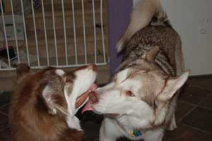 Hudons Malamutes - Loki