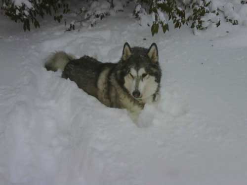 Hudsons Malamutes - Bandit