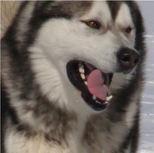 Hudsons Malamutes - Boaz