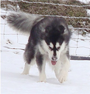 Hudsons Malamutes - Breezy 