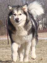 Hudsons Malamutes - Candy