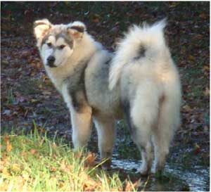 Hudsons Malamutes - Candy