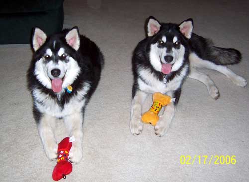 Hudons Malamutes - Casey & Daulton