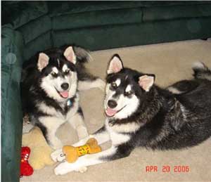 Hudons Malamutes - Casey & Daulton
