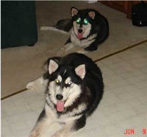 Hudons Malamutes - Casey &Daulton