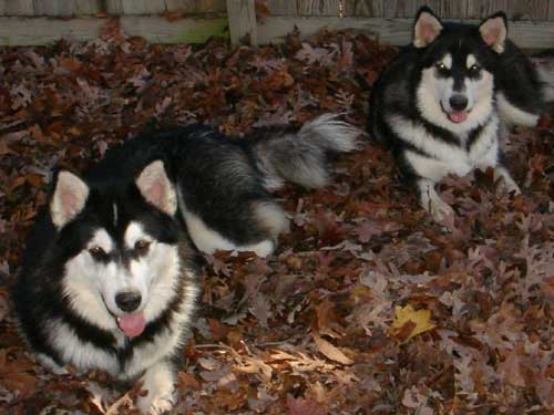 Hudons Malamutes - Casey & Daulton
