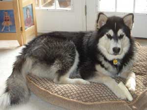 Hudons Malamutes - Casey & Daulton