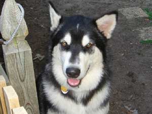 Hudons Malamutes - Casey &Daulton