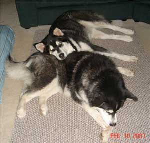 Hudons Malamutes - Casey & Daulton