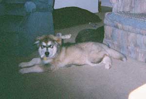 Hudsons Malamutes - Chinnok