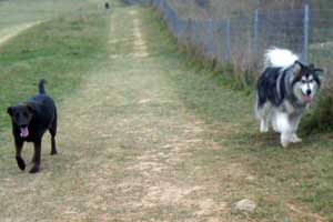 Hudsons Malamutes - Chinnok