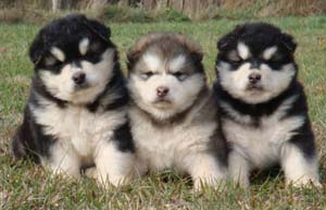 Hudsons Malamutes - Puppies, puppies, puppies - Chyna puppies!