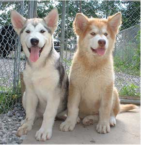 Hudsons Malamutes - Cinder