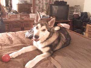 Hudsons Malamutes - Damnit