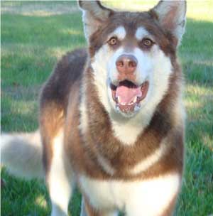 Hudsons Malamutes - Diamond