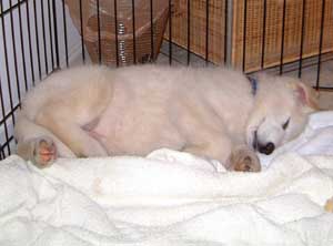 Hudons Malamutes -  Duke