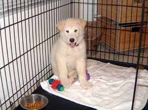 Hudons Malamutes -  Duke