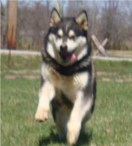 Hudsons Malamutes - Ebony 