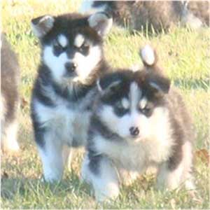 Hudsons Malamutes - Edge