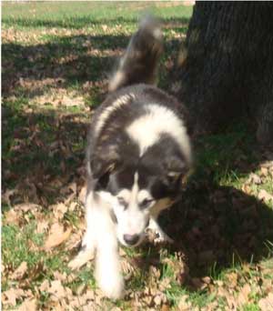 Hudsons Malamutes - Edge