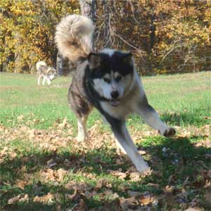 Hudsons Malamutes - Edge