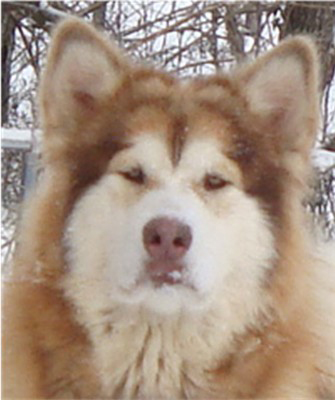 Hudsons Malamutes - Ember & Fern 