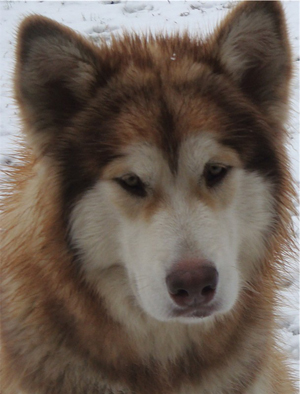 Hudsons Malamutes - Ember & Fern 