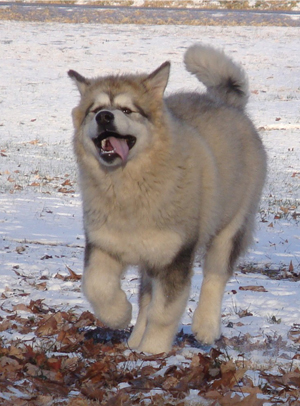 Hudsons Malamutes - Grit