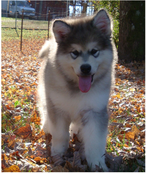 Hudsons Malamutes - Grit