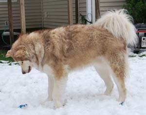 Hudsons Malamutes - Hunter