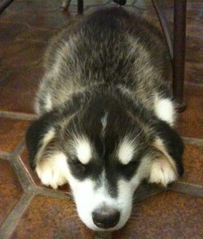 Hudsons Malamutes -Jill Kodi