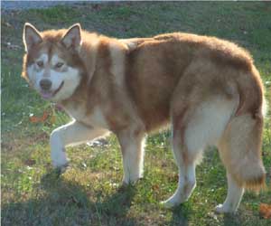 Hudsons Malamutes - Kami