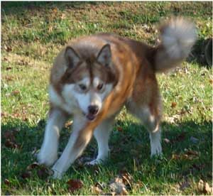 Hudsons Malamutes - Kami