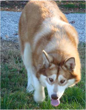 Hudsons Malamutes - Kami