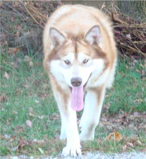 Hudsons Malamutes - Kami