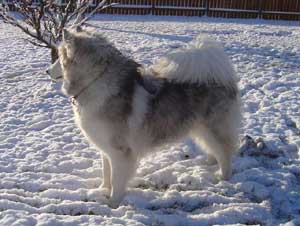 Hudons Malamutes - Kaskae