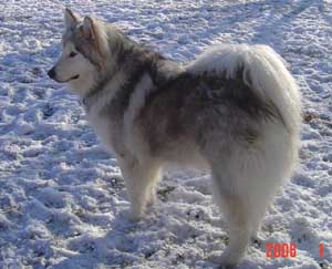 Hudons Malamutes - Kaskae