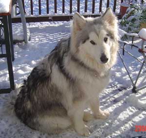 Hudons Malamutes - Kaskae