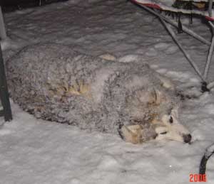 Hudons Malamutes - Kaskae