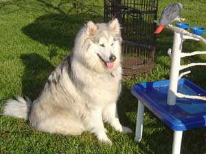 Hudons Malamutes - Kaskae