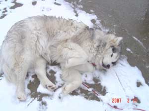 Hudons Malamutes - Kaskae