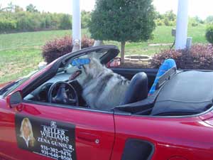 Hudons Malamutes - Kaskae