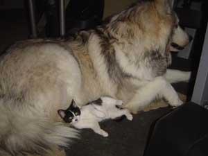 Hudons Malamutes - Kaskae