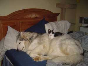 Hudons Malamutes - Kaskae