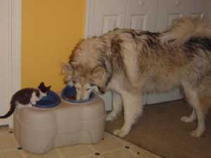 Hudons Malamutes - Kaskae