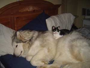 Hudons Malamutes - Kaskae